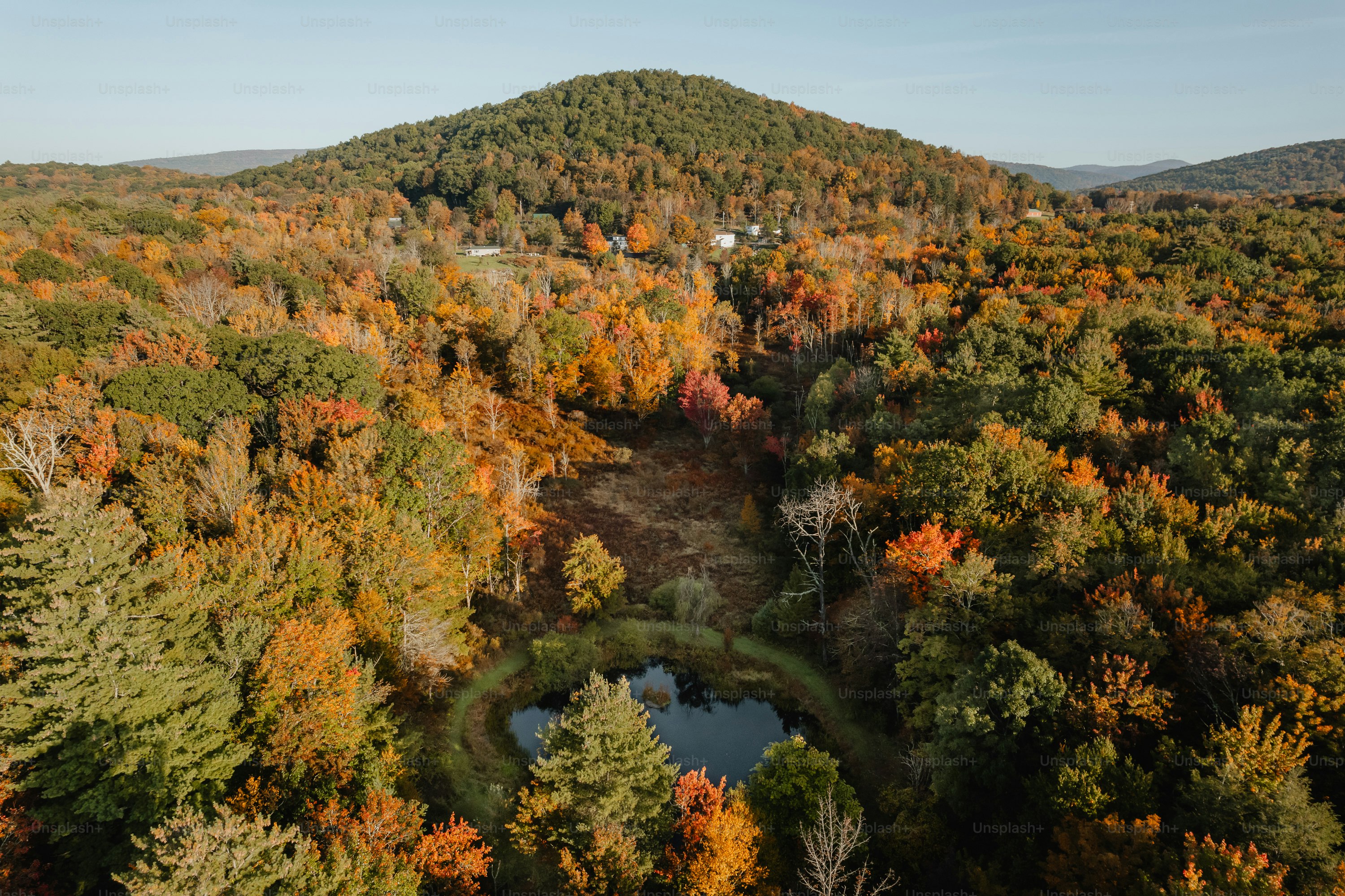 a forest filled with lots of trees covered in fall colors