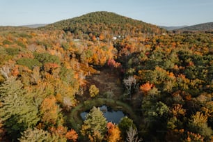 a forest filled with lots of trees covered in fall colors