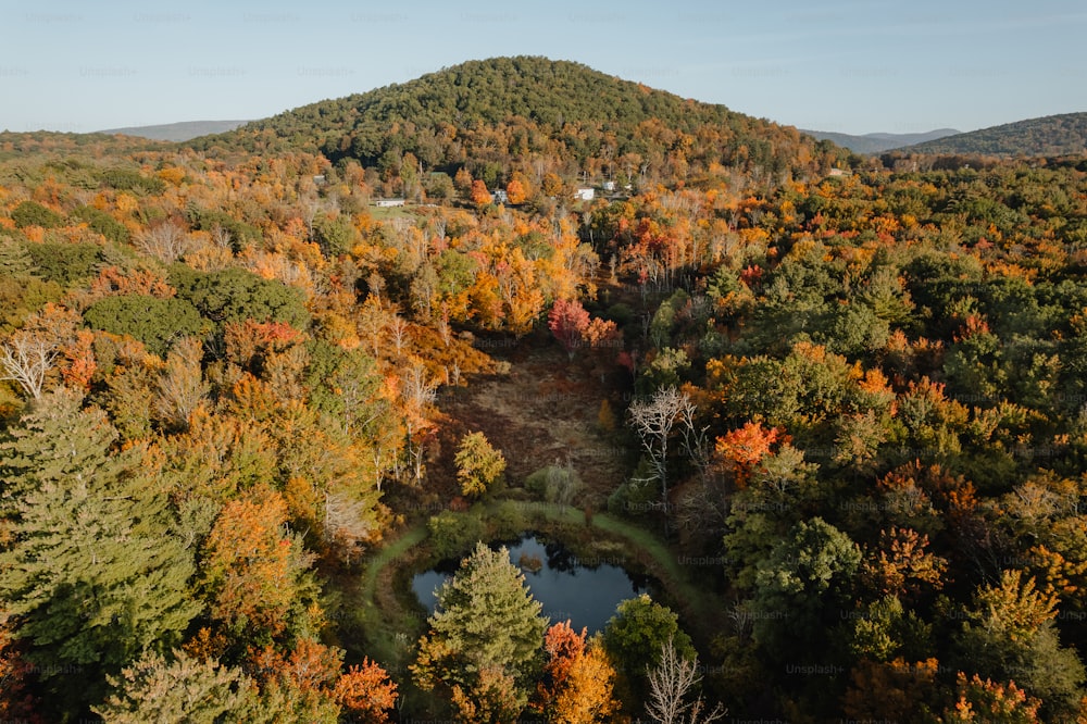 uma floresta cheia de muitas árvores cobertas de cores de outono