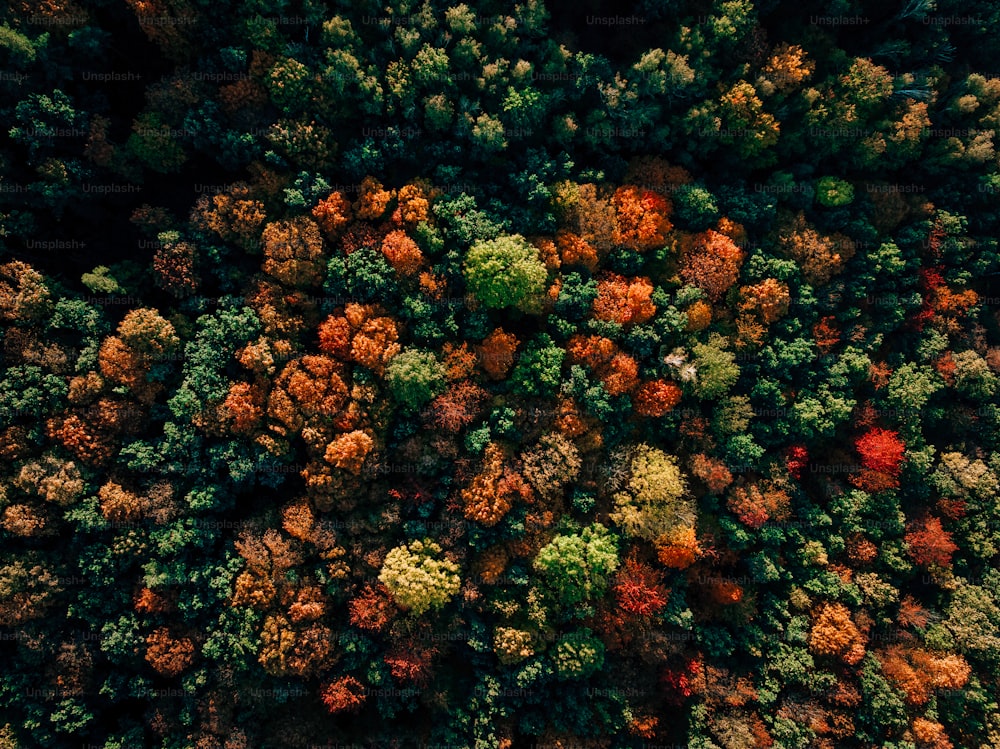 an aerial view of a forest with lots of trees