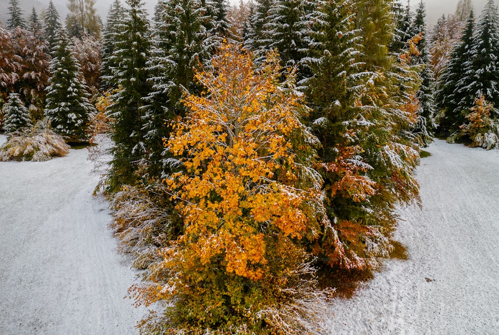 Eine Gruppe von Bäumen, die mit Schnee bedeckt sind, neben einem Wald