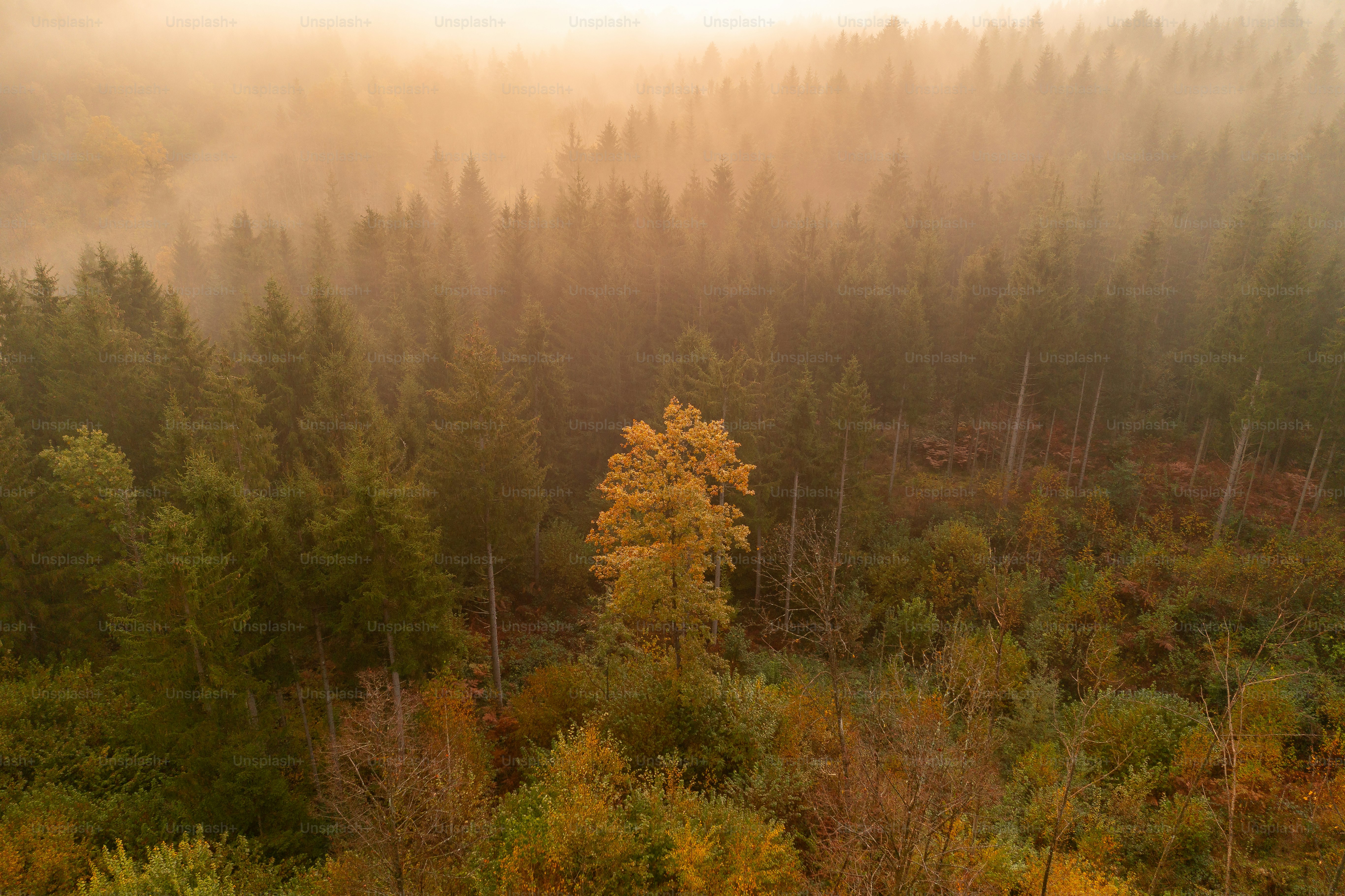 A foggy forest filled with lots of trees photo – Forest Image on Unsplash