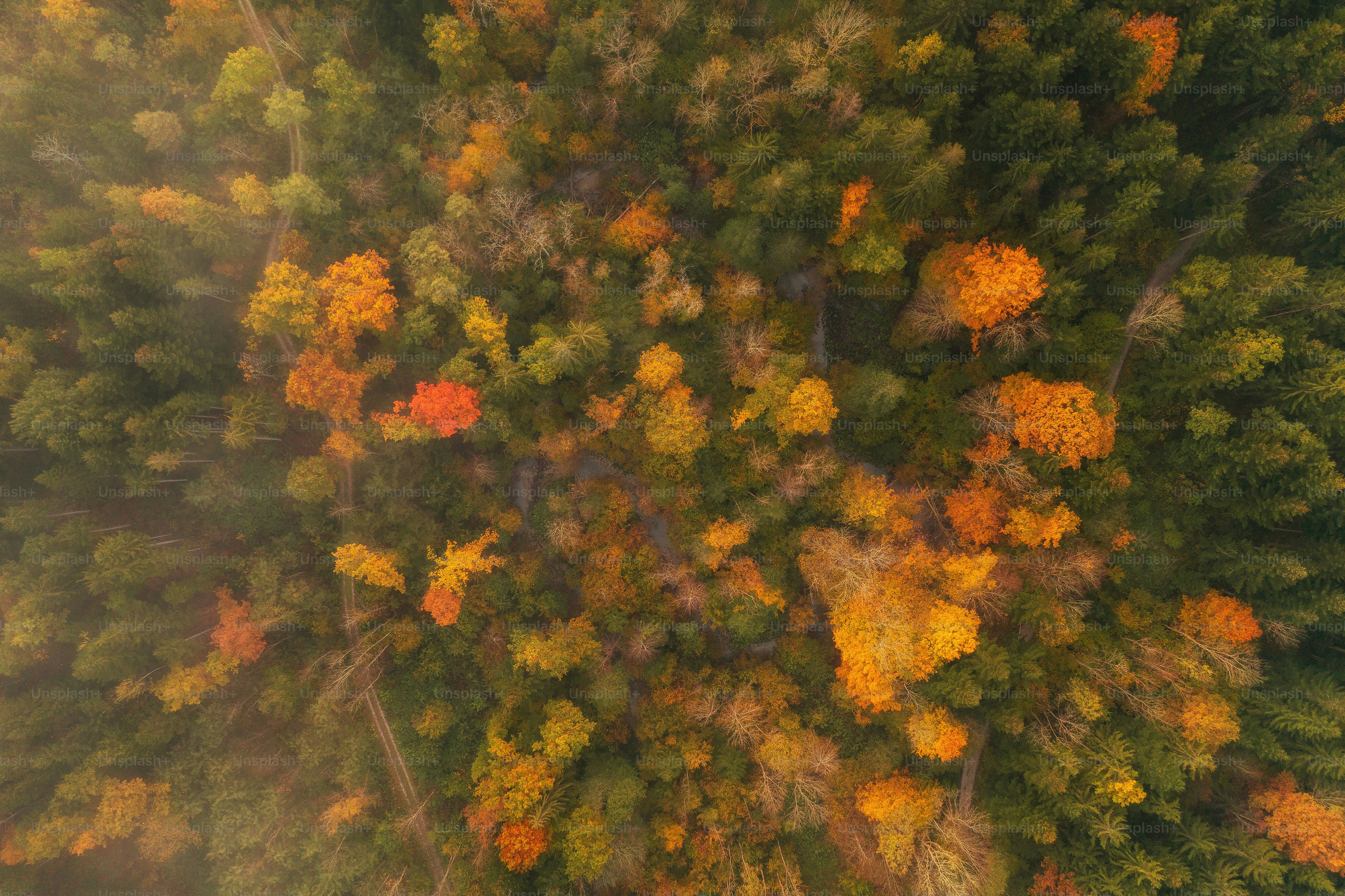 A foggy forest filled with lots of trees photo – Forest Image on Unsplash
