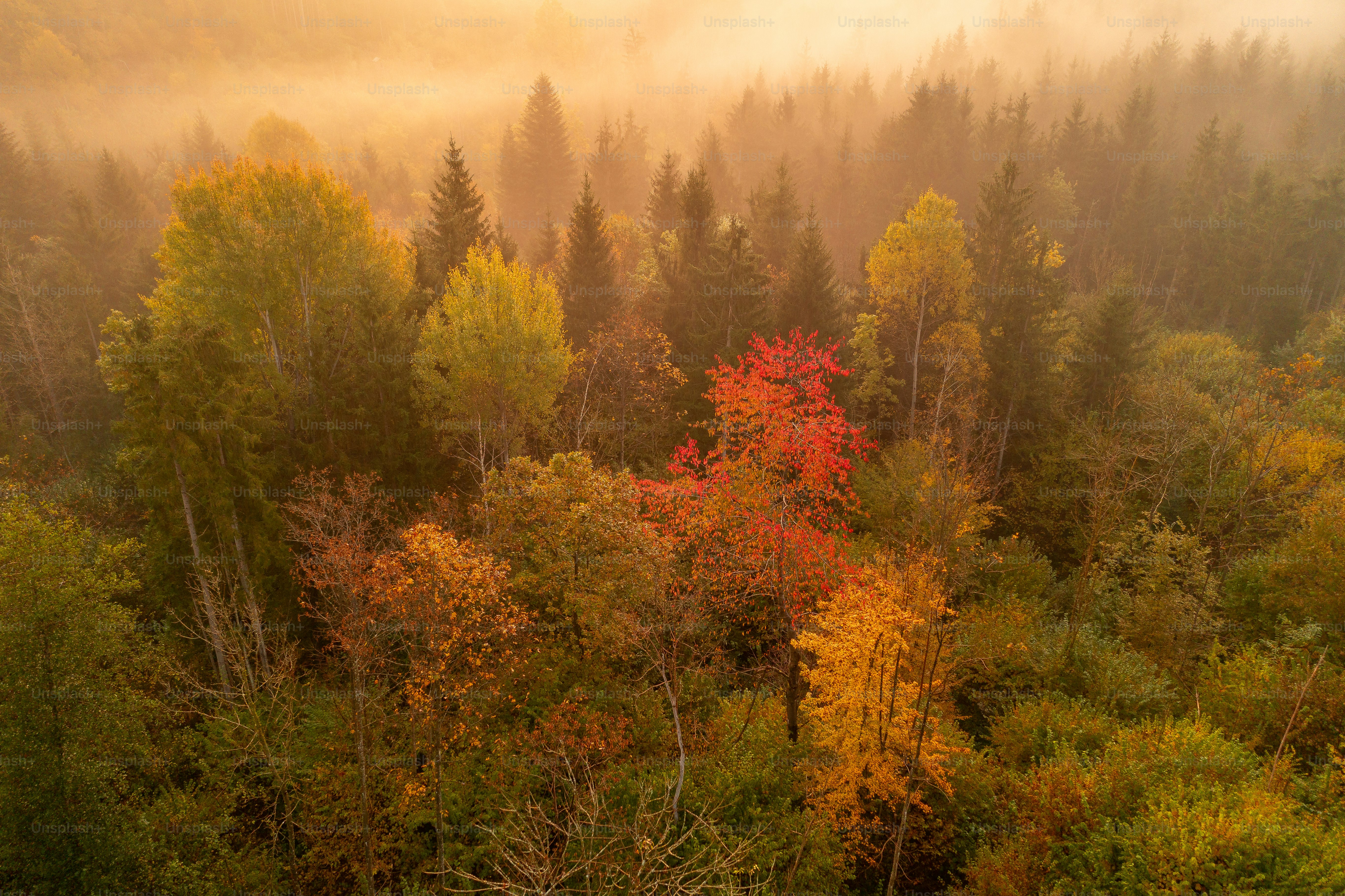 A forest filled with lots of trees covered in fog photo – Forest Image ...