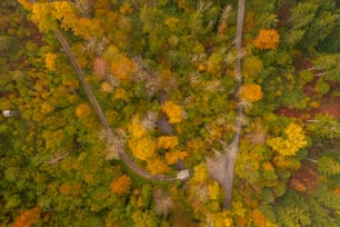 木々の多い森の空中写真