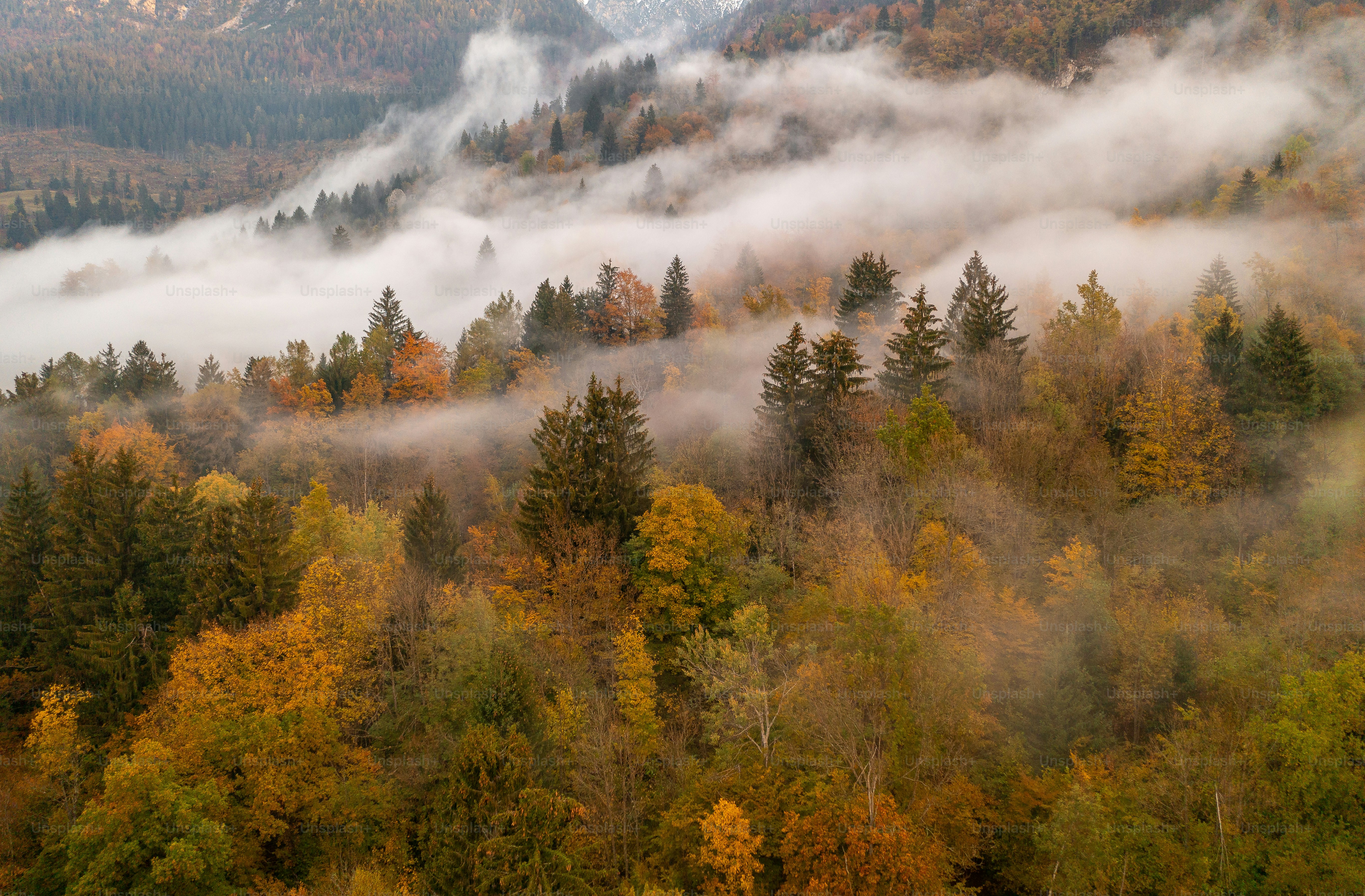 A forest filled with lots of trees covered in fog photo – Forest Image ...