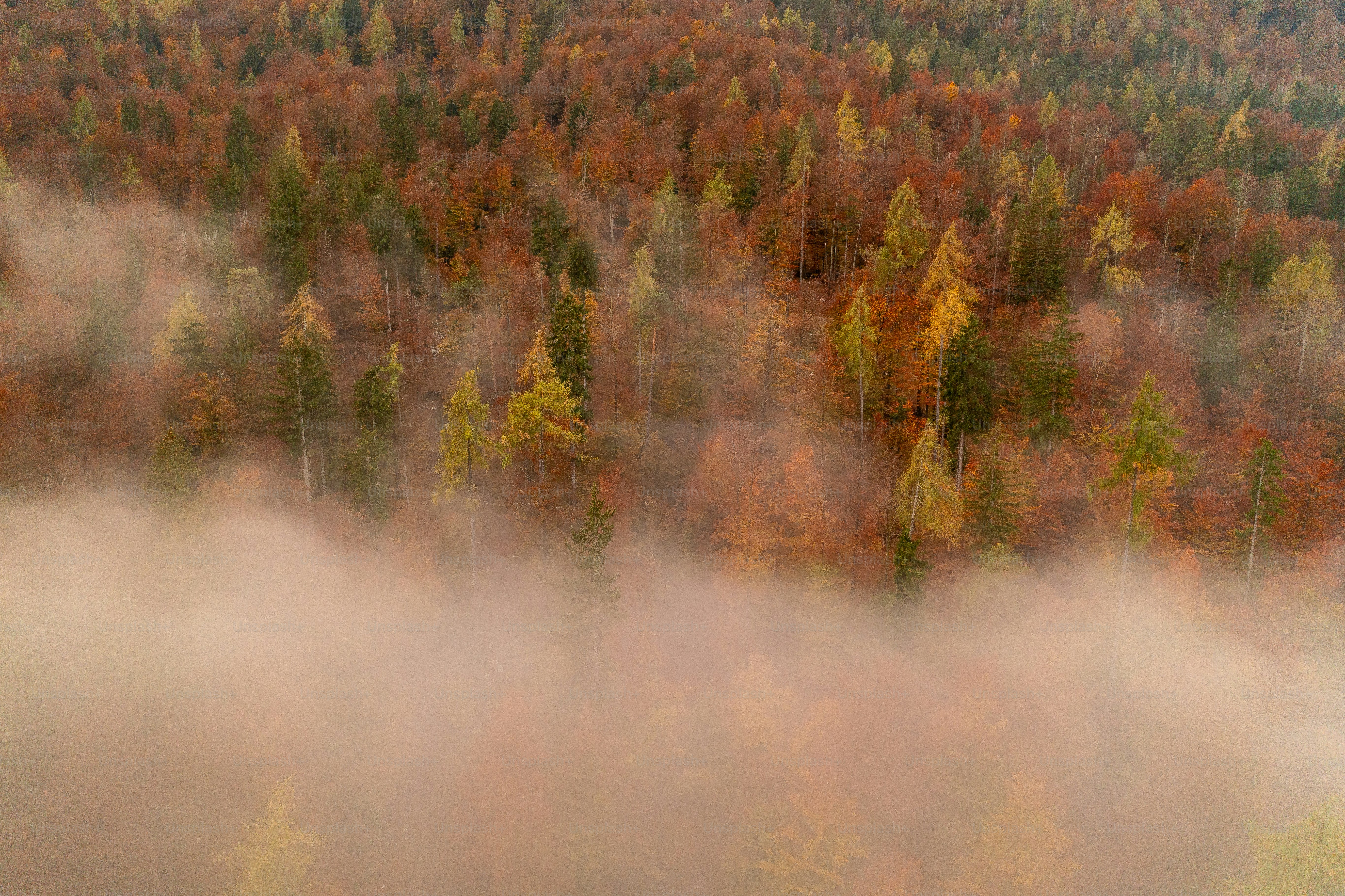 A foggy forest filled with lots of trees photo – Forest Image on Unsplash