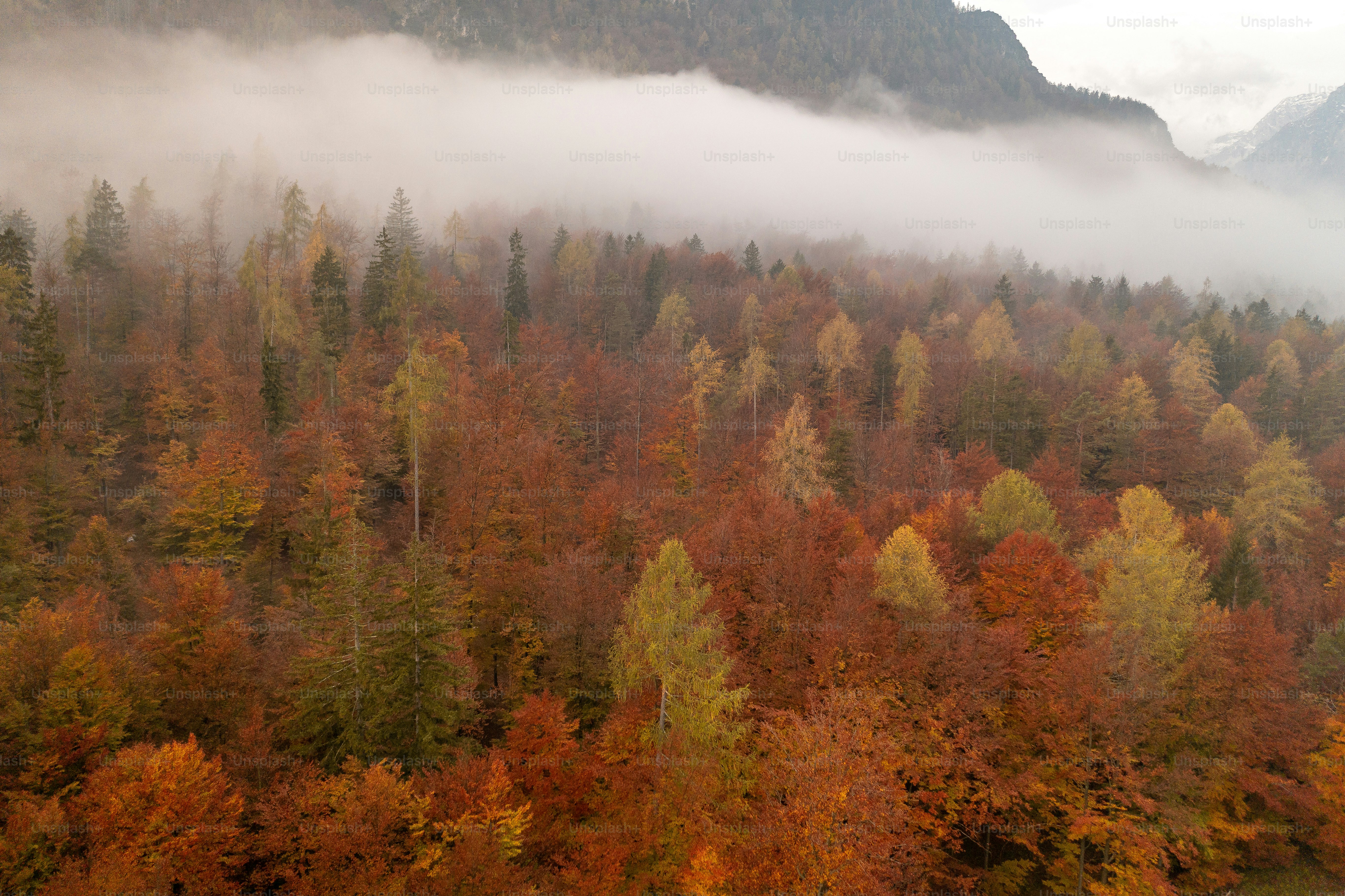 A dirt road surrounded by trees with mountains in the background photo ...