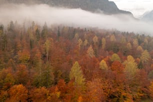 a foggy forest with trees in the foreground and mountains in the background