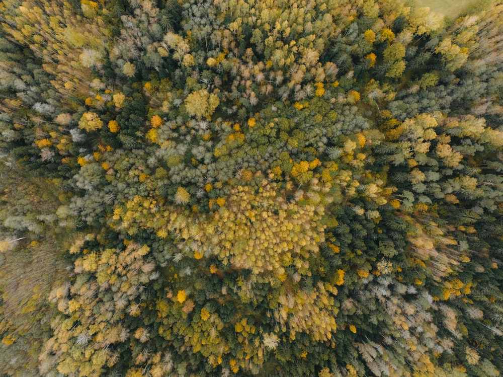 木々の多�い森の空中写真