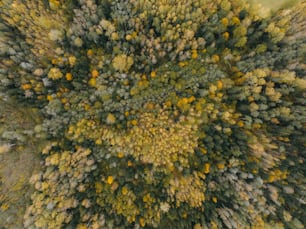 an aerial view of a forest with lots of trees