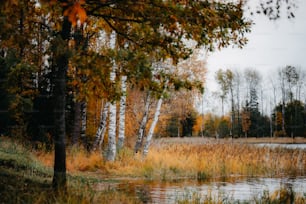 ein Teich, umgeben von hohem Gras und Bäumen