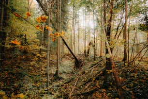 Ein Wald mit vielen Bäumen, die mit Blättern bedeckt sind