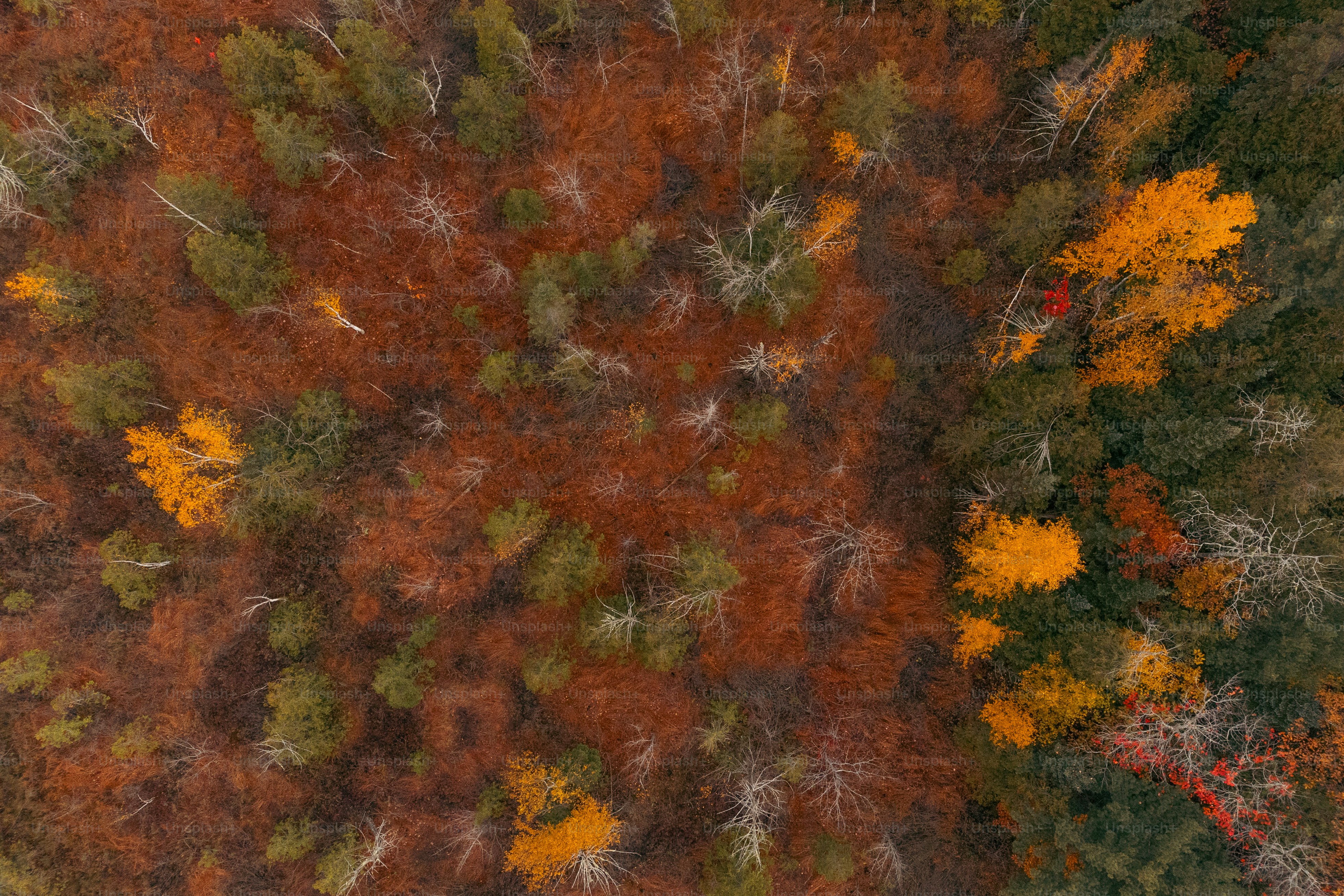An aerial view of a forest with lots of trees photo – Nature Image on ...