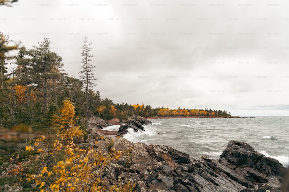 a rocky shore with trees and water in the background