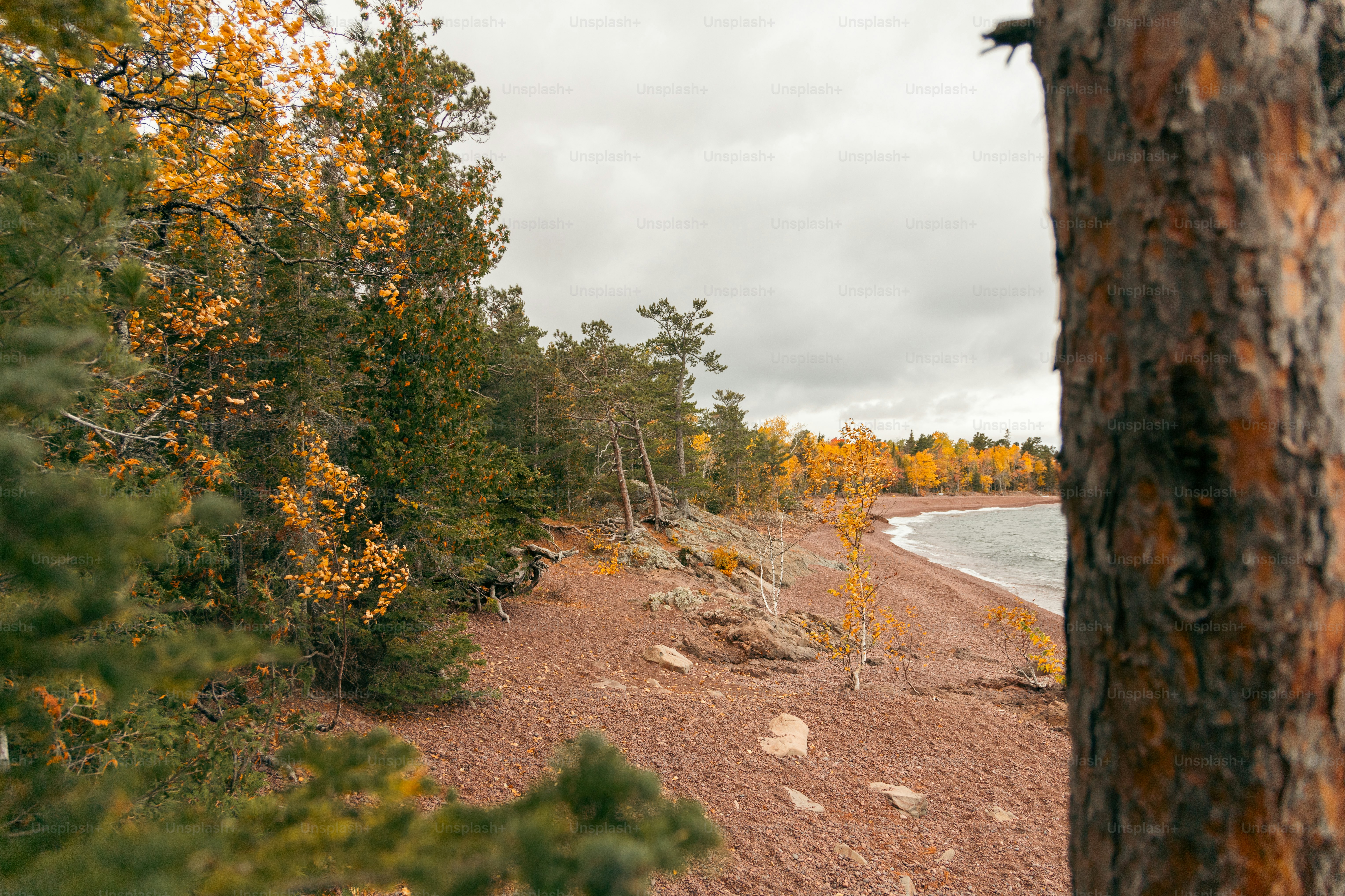 a view of a beach through some trees