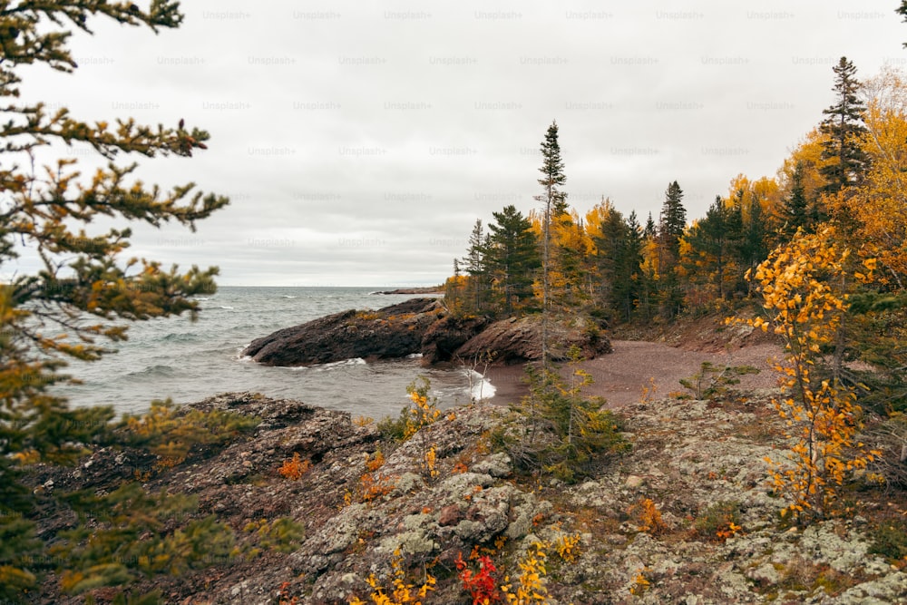 una costa rocciosa con alberi e acqua sullo sfondo