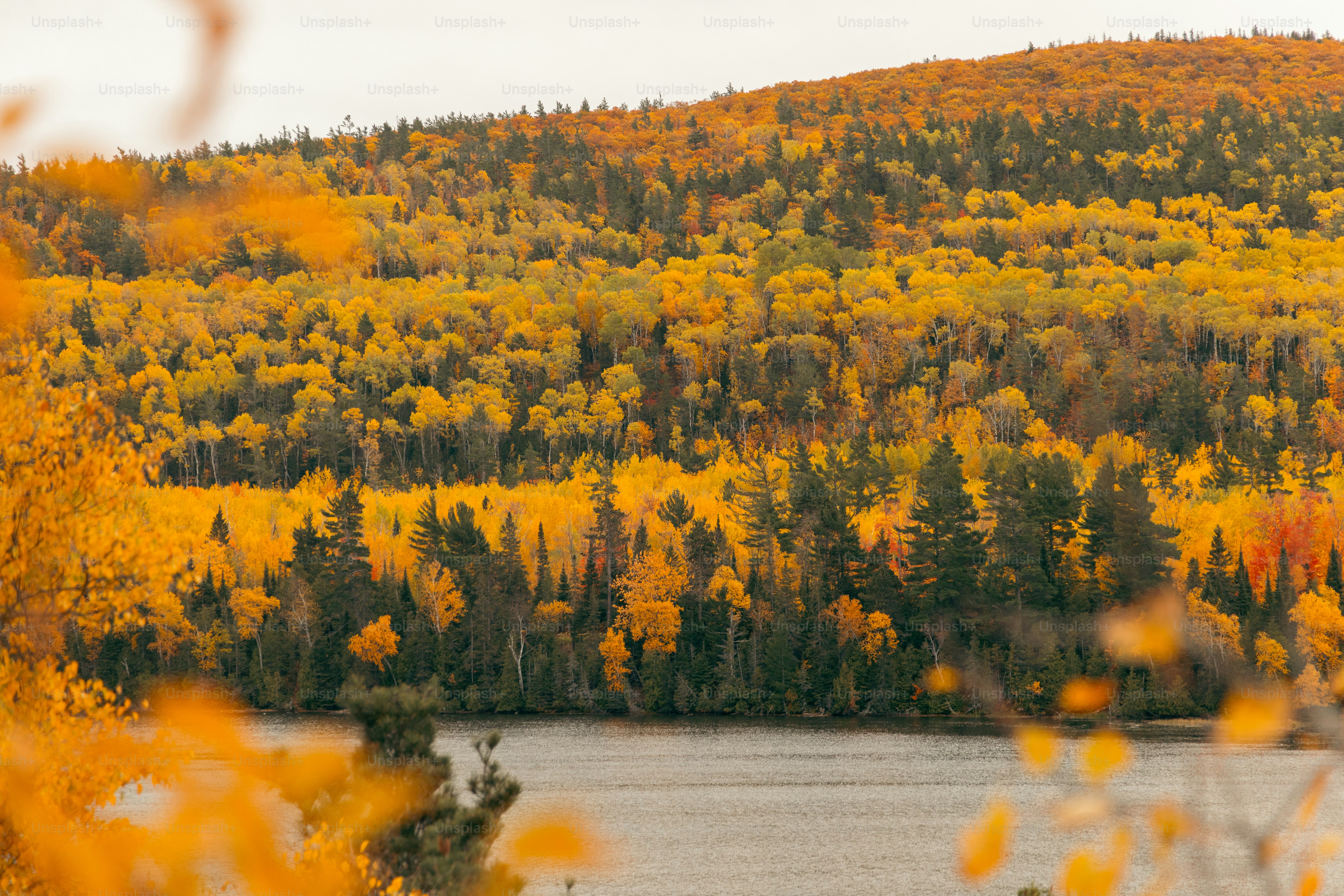 a scenic view of a forest with a lake in the foreground
