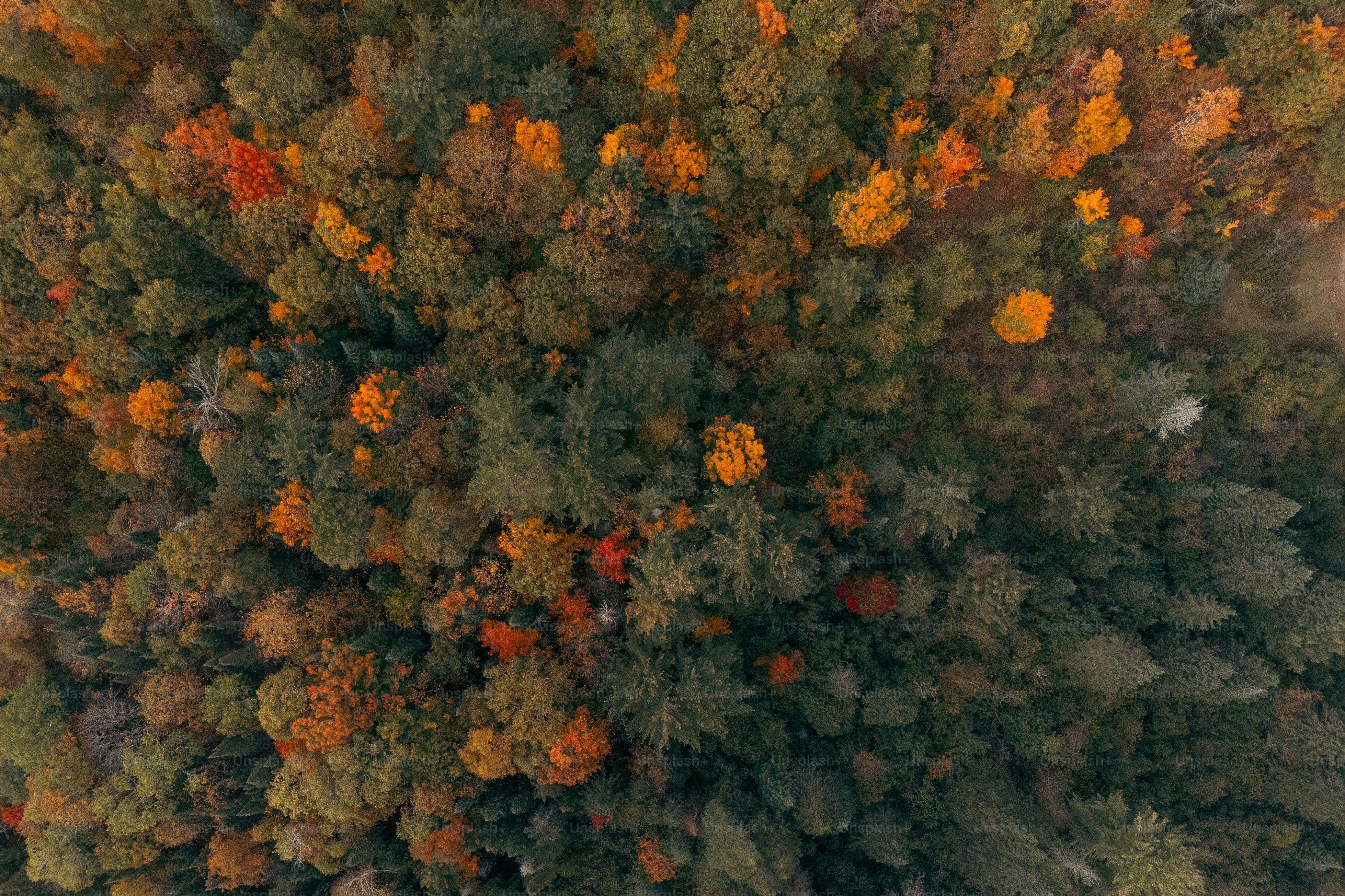 una vista aerea di una foresta con molti alberi