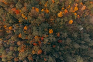 an aerial view of a forest with lots of trees