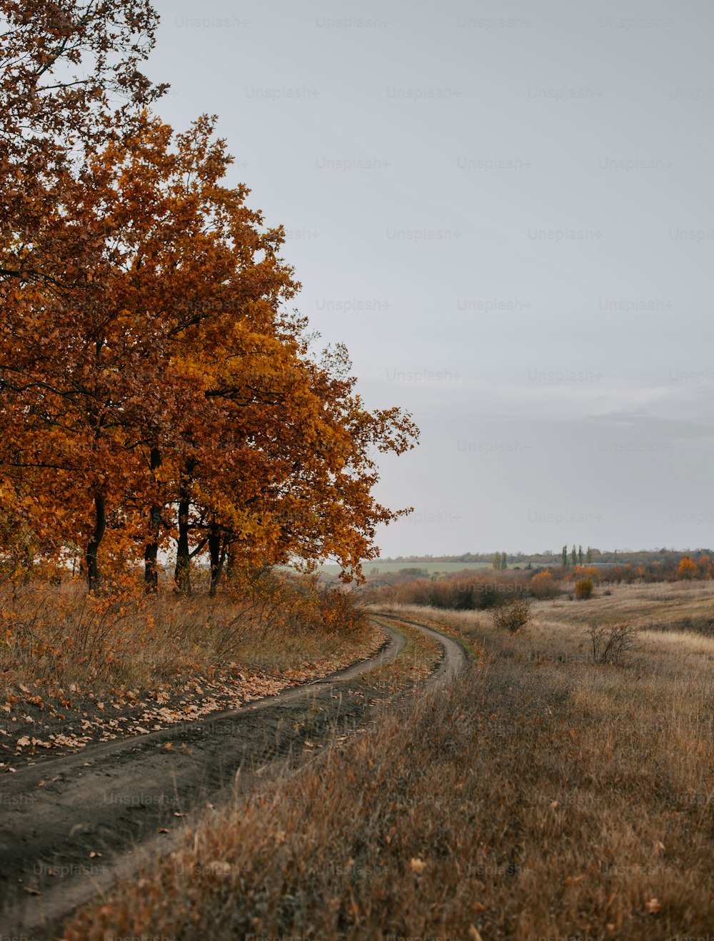 a dirt road surrounded by tall grass and trees