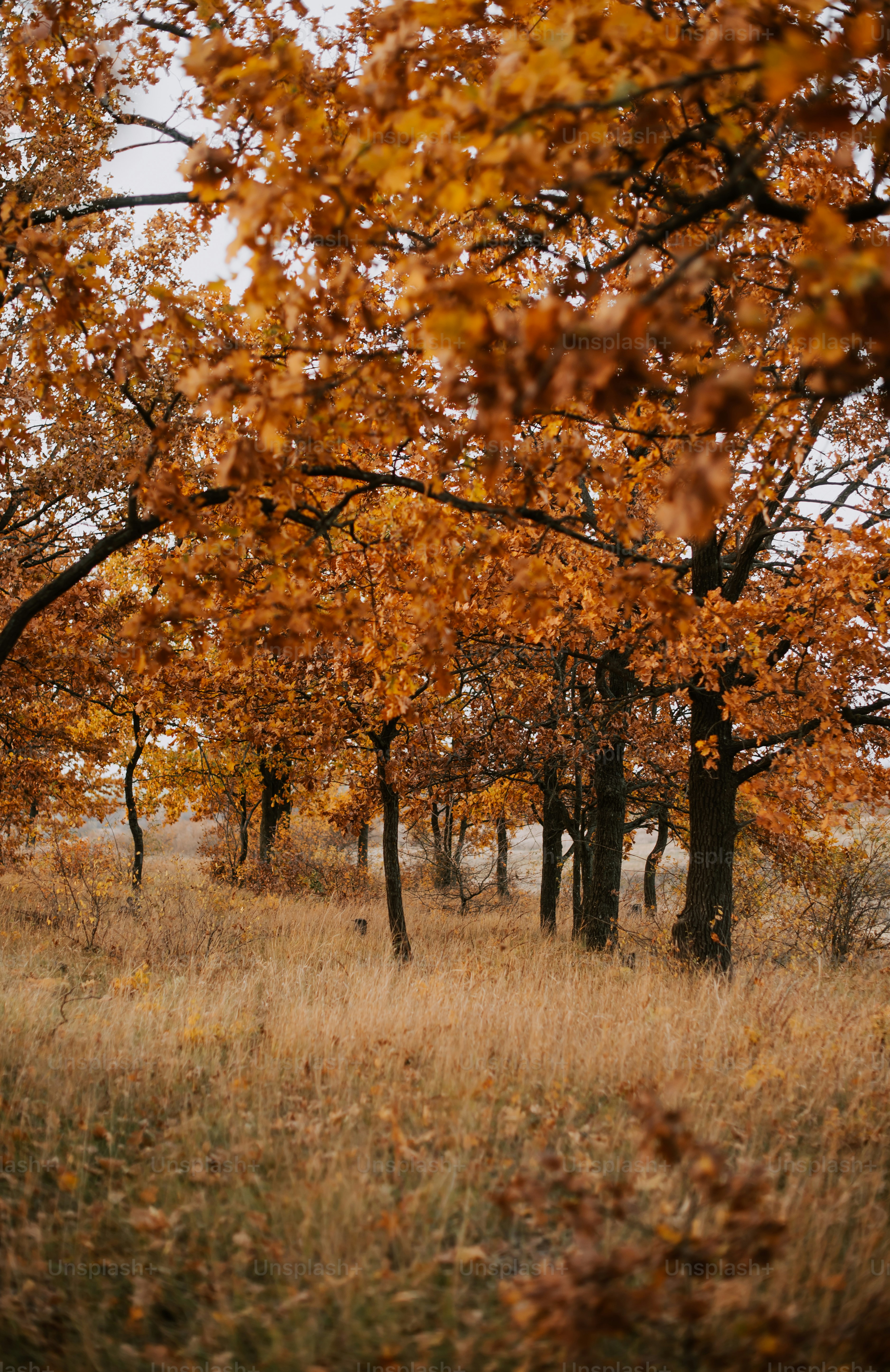 a group of trees that are in the grass