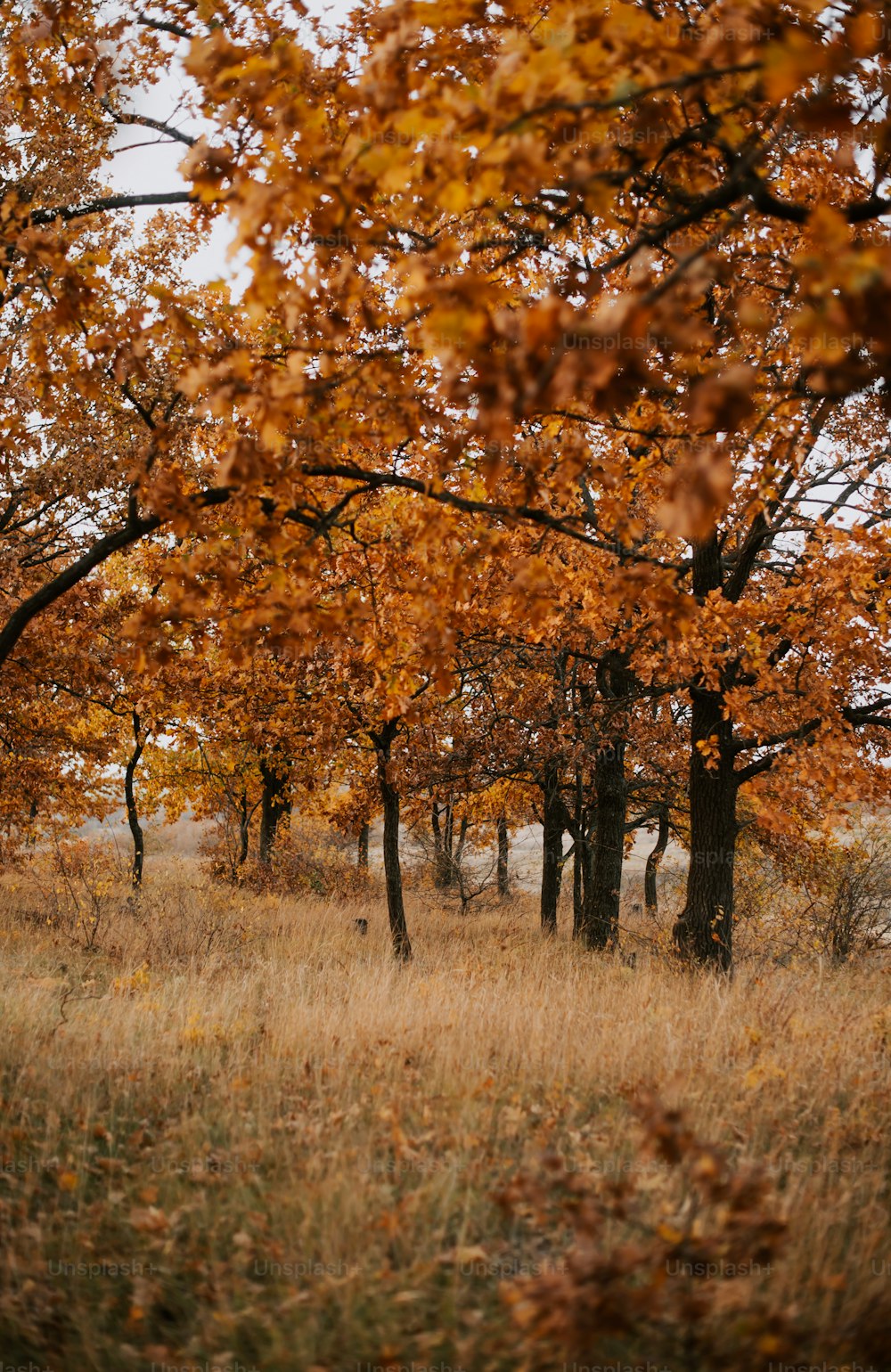 a group of trees that are in the grass