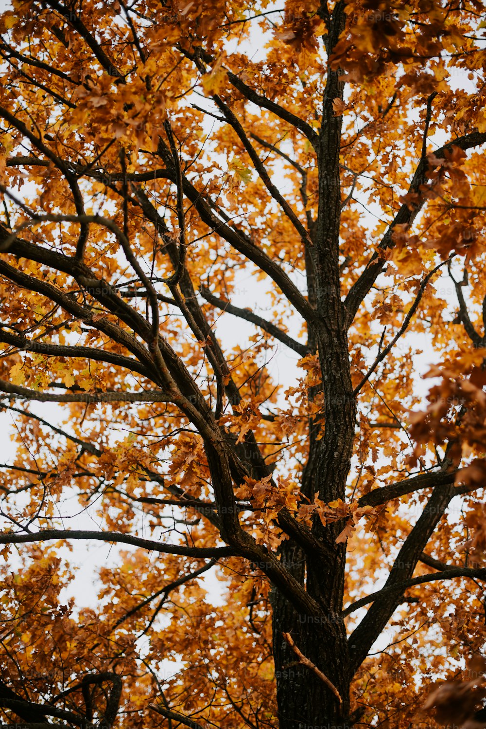 ein Baum mit gelben Blättern im Herbst