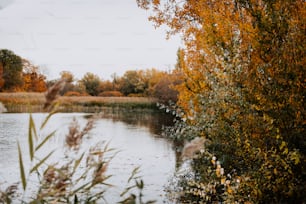 a body of water surrounded by trees and grass