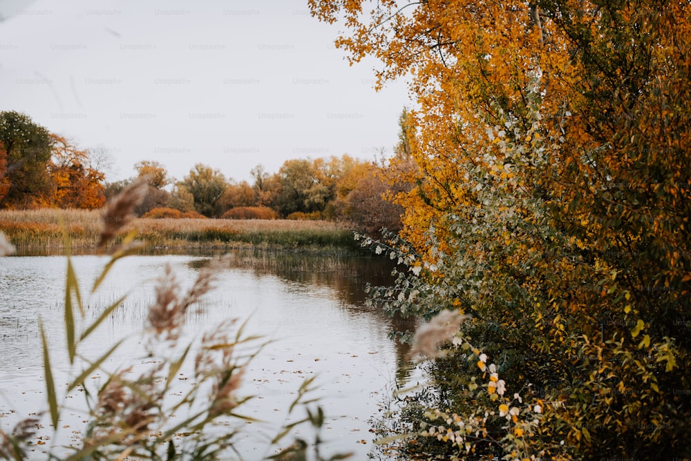 a body of water surrounded by trees and grass