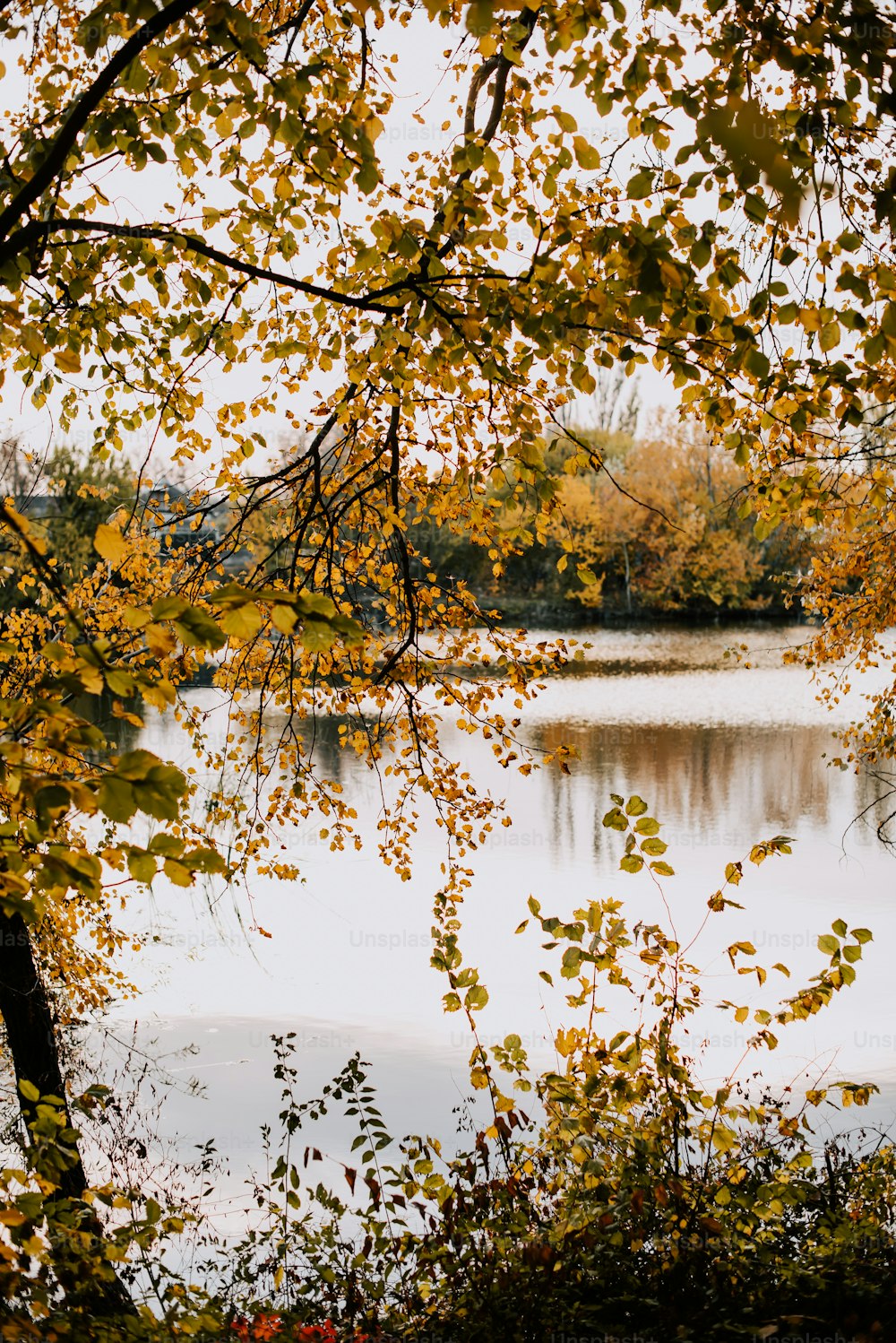 노란 잎사귀를 가진 나무로 둘러싸인 호수