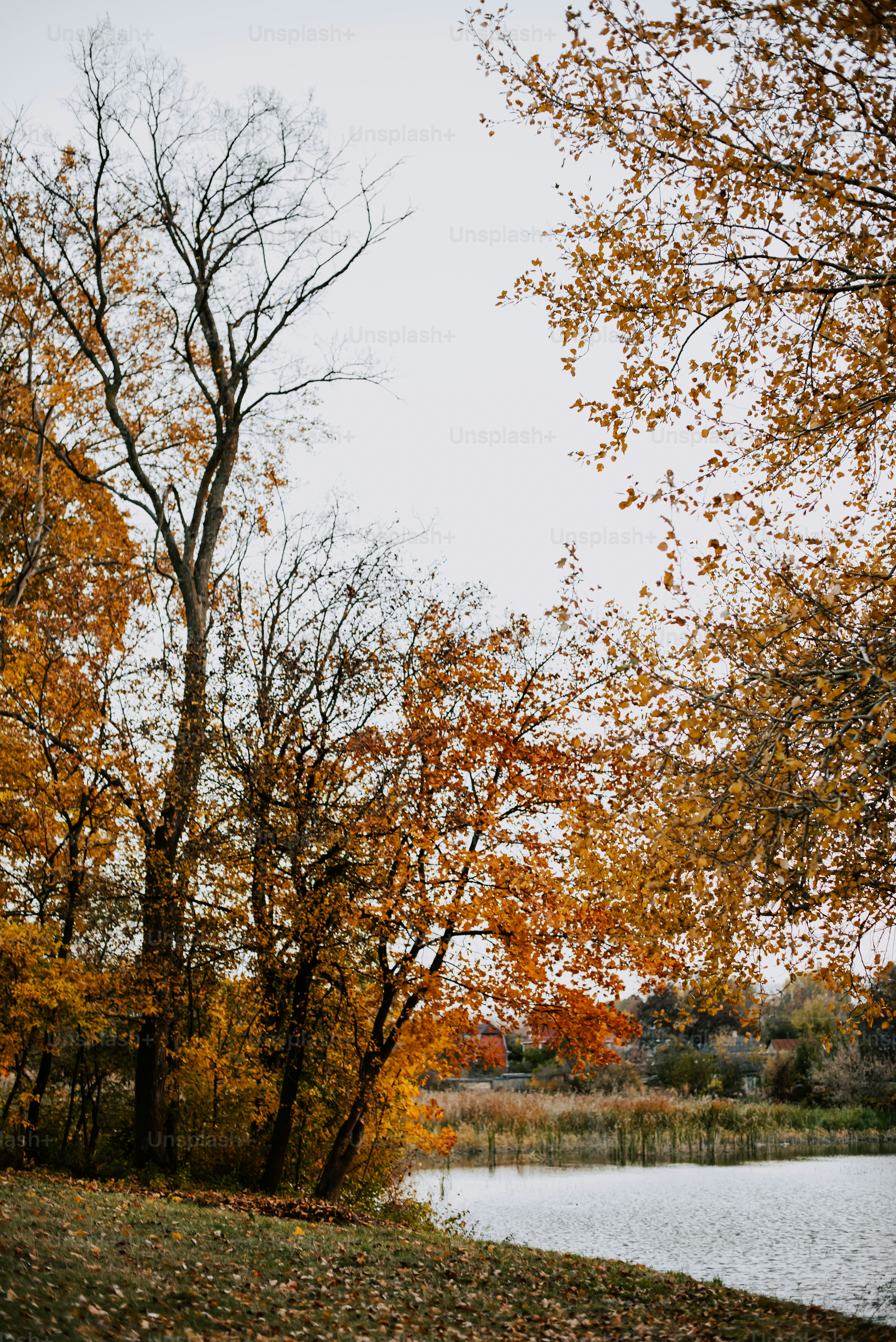 a couple of trees that are next to a body of water