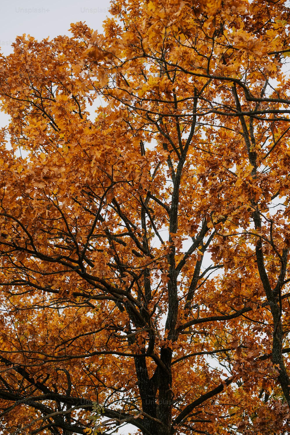 un arbre aux feuilles jaunes à l’automne