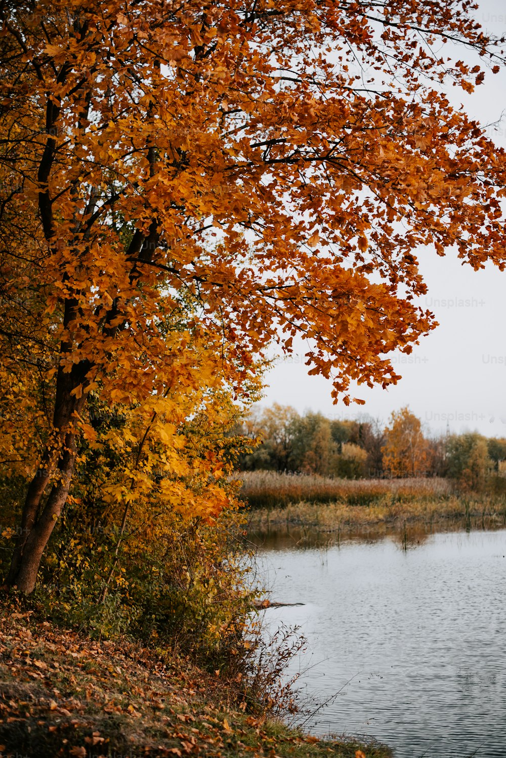 um lago cercado por árvores com folhas alaranjadas