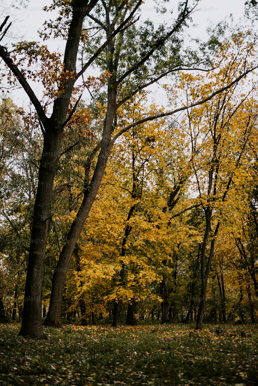 땅에 노란 잎사귀가 있는 나무 무리