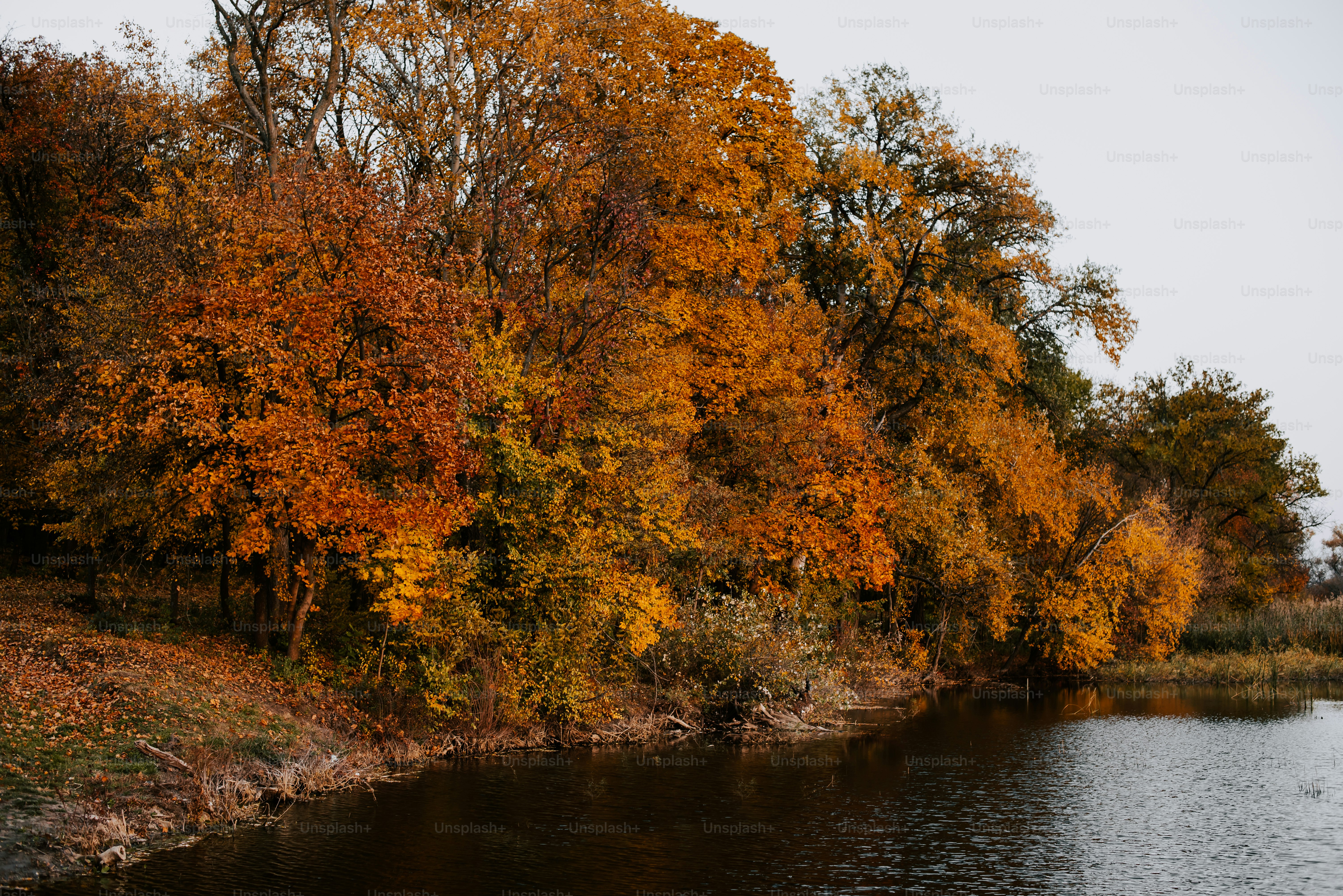 a body of water surrounded by lots of trees