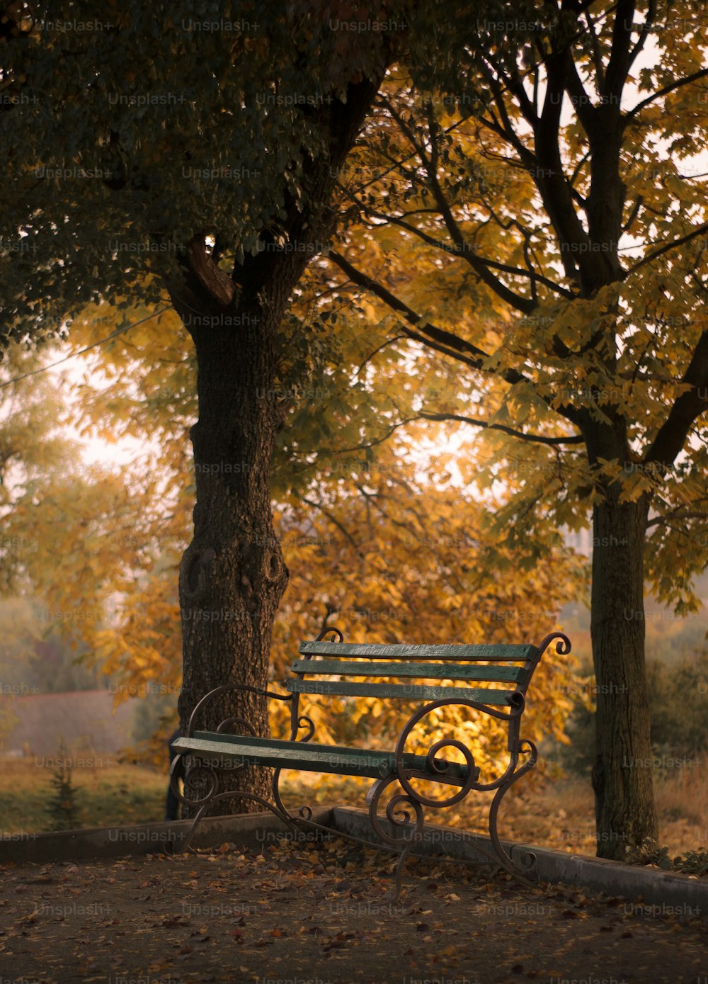 公園の木の隣に座っている公園のベンチ