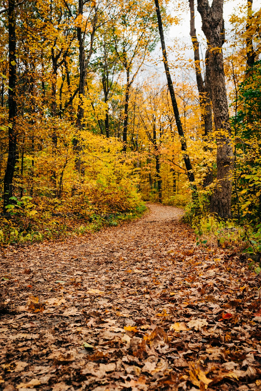 a dirt road surrounded by leaves and trees