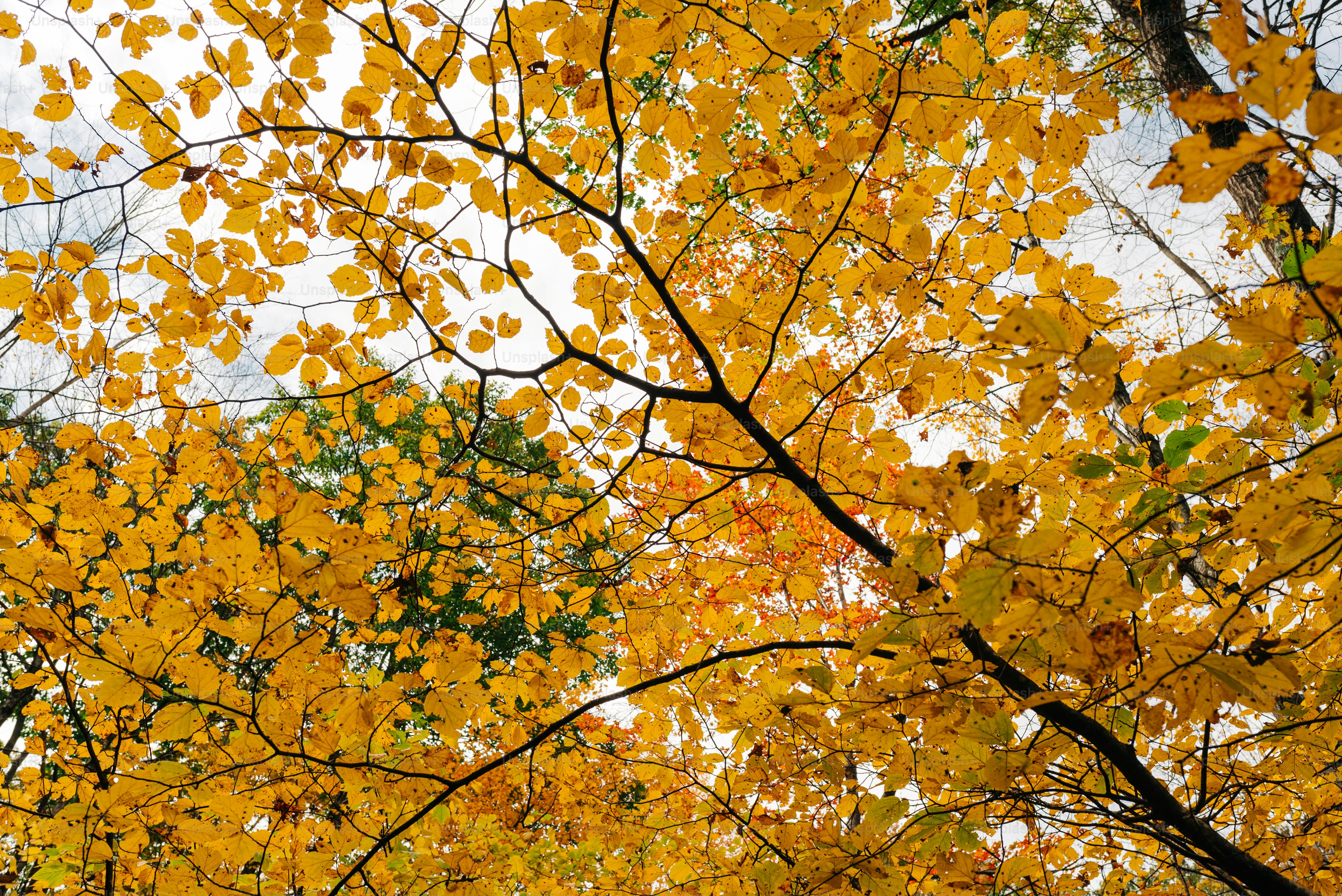 un arbre aux feuilles jaunes à l’automne