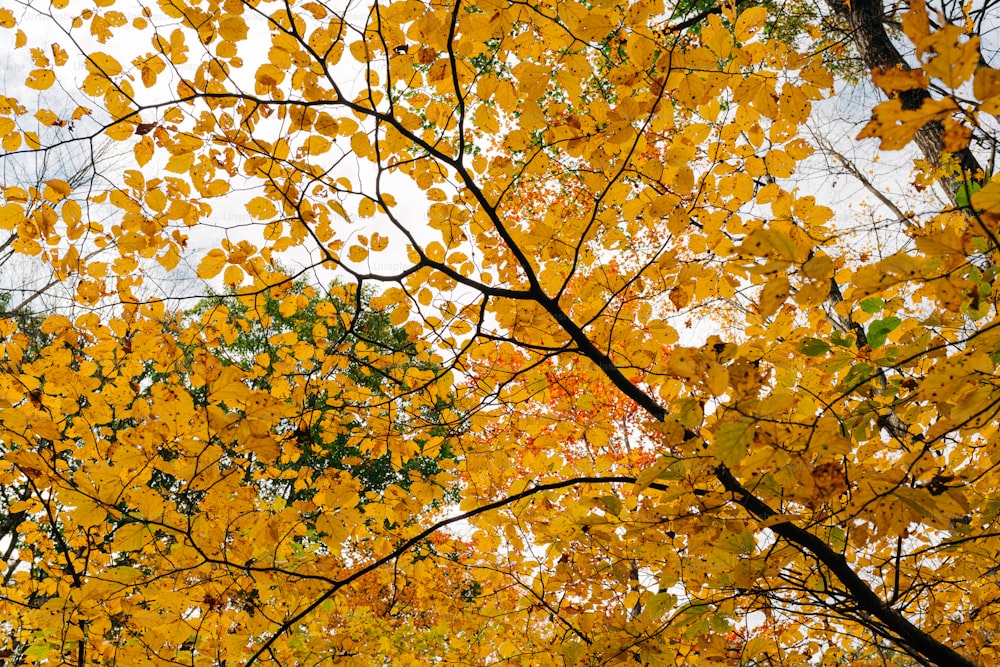 가을에 노란 잎을 가진 나무
