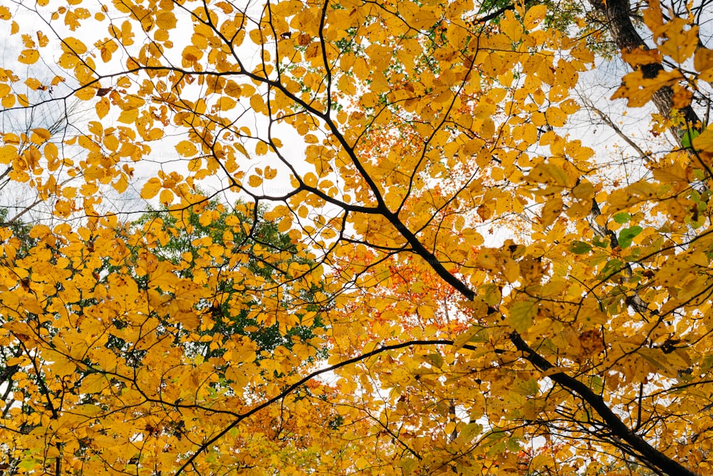 a tree with yellow leaves in the fall