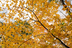 un árbol con hojas amarillas en el otoño