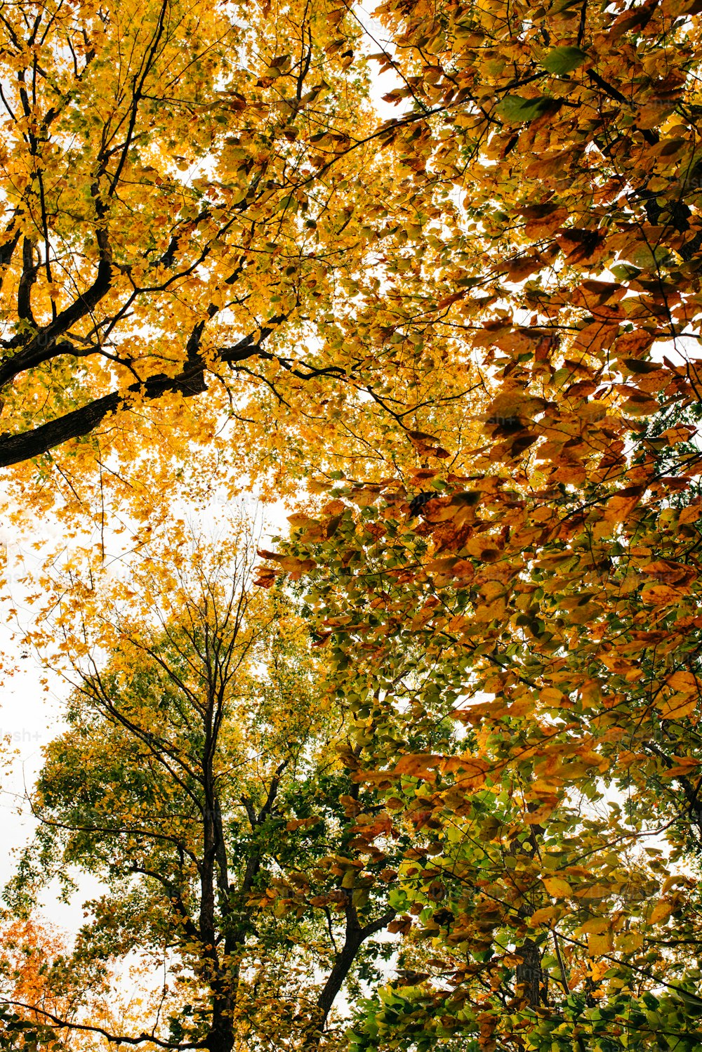 a group of trees with yellow and red leaves