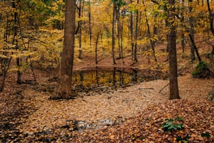 um riacho no meio de uma floresta cheia de folhas
