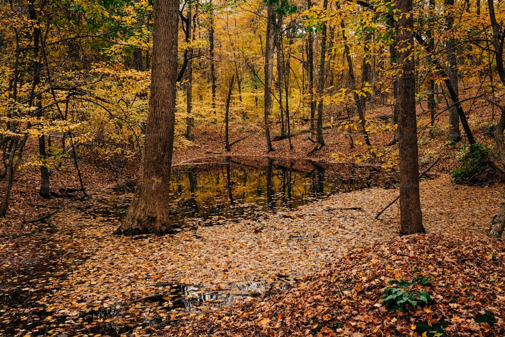 a creek in the middle of a forest filled with leaves