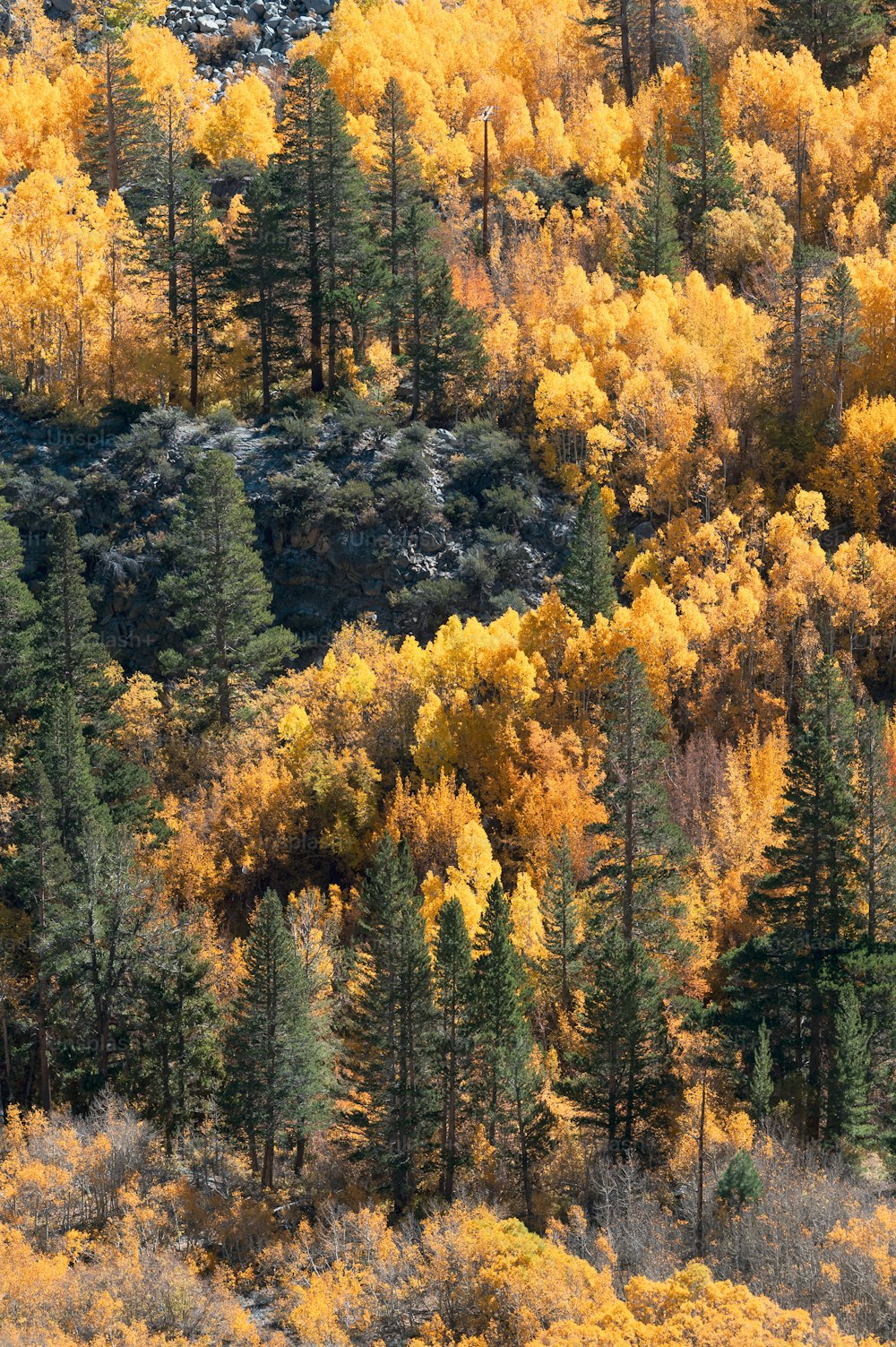 黄色い葉に覆われたたくさんの木々でいっぱいの森
