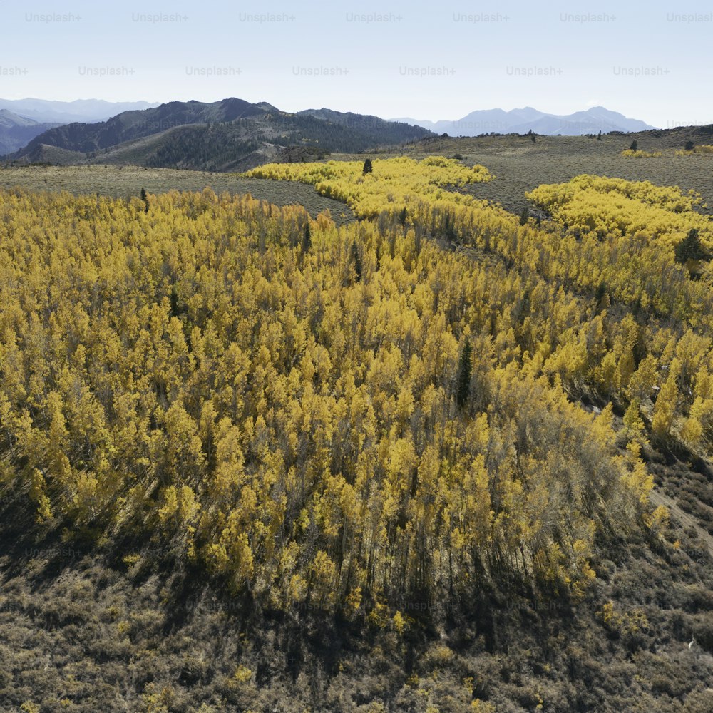 黄色い木々が生い茂る森の航空写真