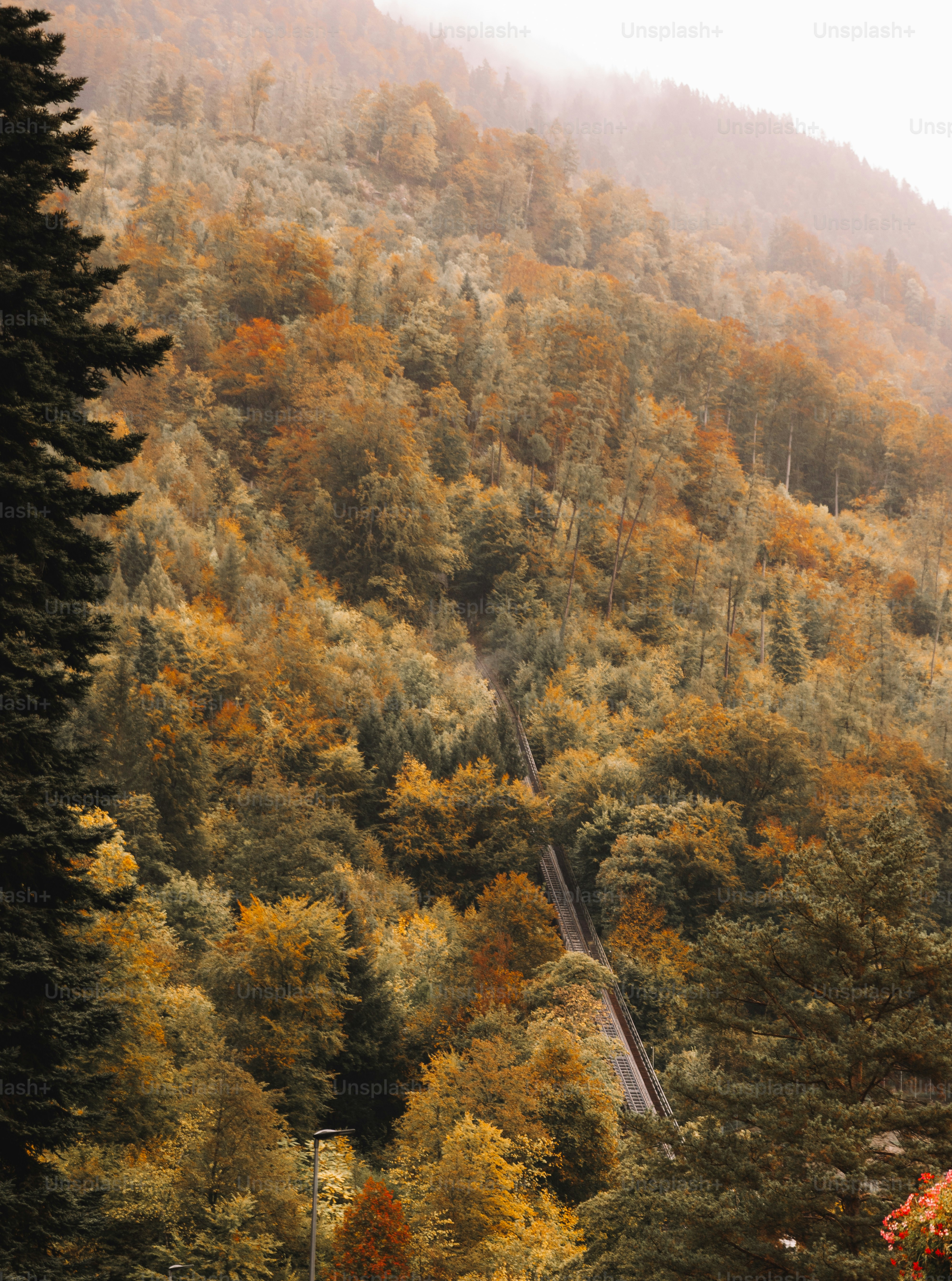 Ein Zug, der durch einen üppig grünen Wald fährt