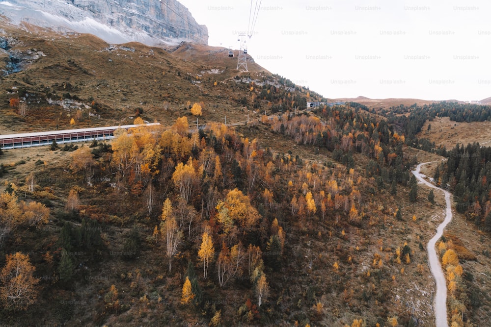 un treno che viaggia attraverso una foresta piena di alberi