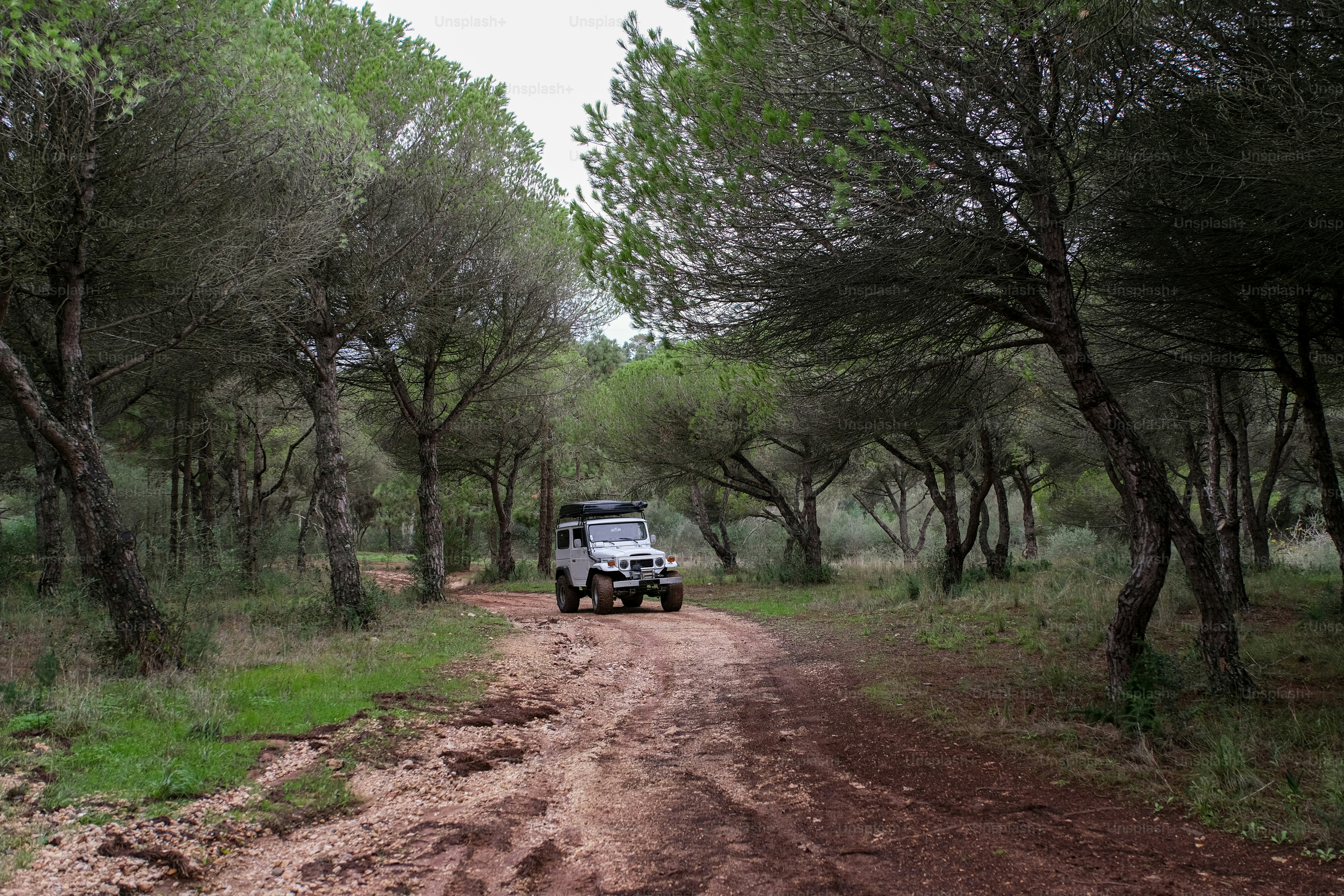 Une jeep roulant sur un chemin de terre dans les bois